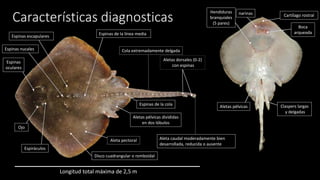 Características diagnosticas
Aleta caudal moderadamente bien
desarrollada, reducida o ausente
Cola extremadamente delgada
Aletas dorsales (0-2)
con espinas
Claspers largas
y delgadas
Espinas de la línea media
Espinas de la cola
Longitud total máxima de 2,5 m
Aletas pélvicas divididas
en dos lóbulos
Aleta pectoral
Ojo
Espiráculos
Espinas escapulares
Espinas nucales
Espinas
oculares
Hendiduras
branquiales
(5 pares)
narinas Cartílago rostral
Boca
arqueada
Aletas pélvicas
Disco cuadrangular o romboidal
 