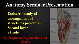 Sole Structure cadaveric study of structures present in second layer of sole | PPTX