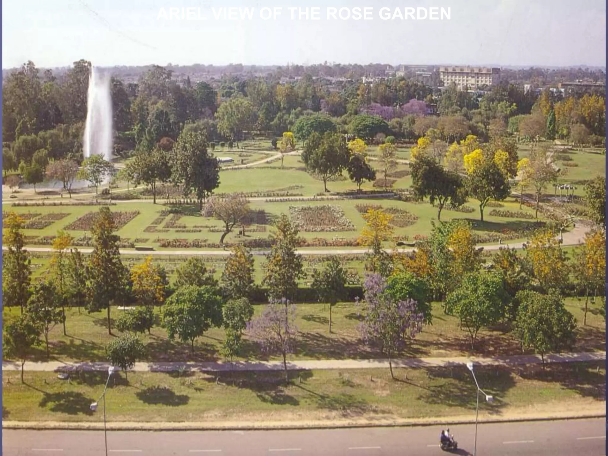 ARIEL VIEW OF THE ROSE GARDEN
 