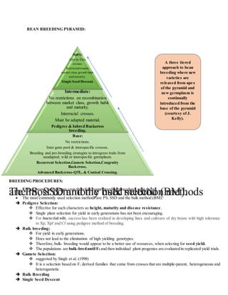 BEAN BREEDING PYRAMID:
Apex:
Elite by Elite
crosses.
Restrictedtosame
market class, growth habit
andmaturity.
Single Seed Descent.
Intermediate:
No restrictions on recombination
between market class, growth habit
and maturity.
Interracial crosses.
Must be adapted material.
Pedigree & Inbred Backcross
breeding.
Base:
No restrictions.
Inter gene pool & interspecific crosses.
Breeding and pre-breeding strategies to introgress traits from
unadapted, wild or interspecific germplasm.
Recurrent Selection,Gamete Selection,Congruity
Backcross,
Advanced Backcross-QTL, & Conical Crossing.
A three tiered
approach to bean
breeding where new
varieties are
released from apex
of the pyramid and
new germplasm is
continually
introduced from the
base of the pyramid
(courtesy of J.
Kelly).
BREEDING PROCEDURES:
 French beans- autogamous crop therefore, same breeding procedures as in them.
The most commonly used selection methodsare PS, SSD and the bulk method (BM).The most commonly used selection methodsare PS, SSD and the bulk method (BM).The most commonly used selection methodsare PS, SSD and the bulk method (BM). The most commonly used selection methods are PS, SSD and the bulk method (BM).
 Pedigree Selection:
 Effective for such characters as height, maturity and disease resistance.
 Single plant selection for yield in early generations has not been encouraging.
 For bacterial wilt, success has been realized in developing lines and cultivars of dry beans with high tolerance
to Xp, Xpf and Cf using pedigree method of breeding.
 Bulk breeding:
 For yield in early generations.
 Does not lead to the elimination of high yielding genotypes.
 Therefore, bulk- breeding would appear to be a better use of resources, when selecting for seed yield.
 The populations are bulk-breduntil F5 and then individual plant progenies are evaluated in replicated yield trials.
 Gamete Selection:
 suggested by Singh et al. (1998)
 It is a selection based on F1 derived families that come from crosses that are multiple-parent, heterogeneous and
heterogametic.
 Bulk Breeding
 Single Seed Descent
 