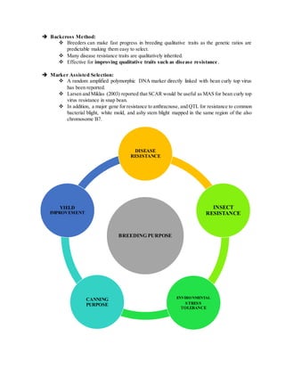  Backcross Method:
 Breeders can make fast progress in breeding qualitative traits as the genetic ratios are
predictable making them easy to select.
 Many disease resistance traits are qualitatively inherited.
 Effective for improving qualitative traits such as disease resistance.
 Marker Assisted Selection:
 A random amplified polymorphic DNA marker directly linked with bean curly top virus
has been reported.
 Larsen and Miklas (2003) reported that SCAR would be useful as MAS for bean curly top
virus resistance in snap bean.
 In addition, a major gene for resistance to anthracnose, and QTL for resistance to common
bacterial blight, white mold, and ashy stem blight mapped in the same region of the also
chromosome B7.
BREEDING PURPOSE
DISEASE
RESISTANCE
INSECT
RESISTANCE
ENVIRONMENTAL
STRESS
TOLERANCE
CANNING
PURPOSE
YIELD
IMPROVEMENT
 
