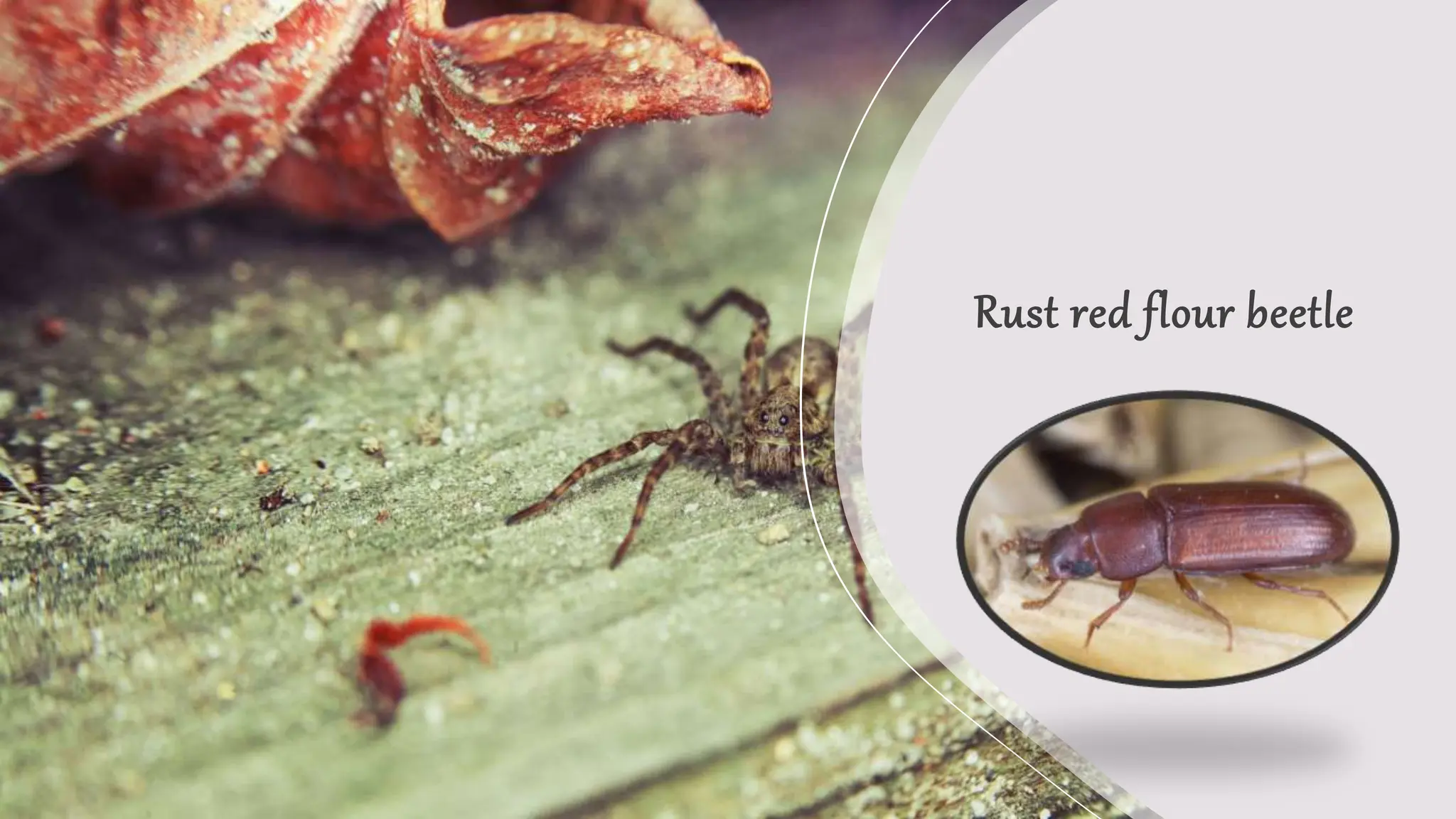 RAJ NANDINI (secondary store grain pest ).pptx