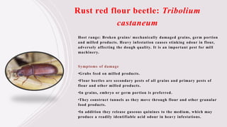 RAJ NANDINI (secondary store grain pest ).pptx