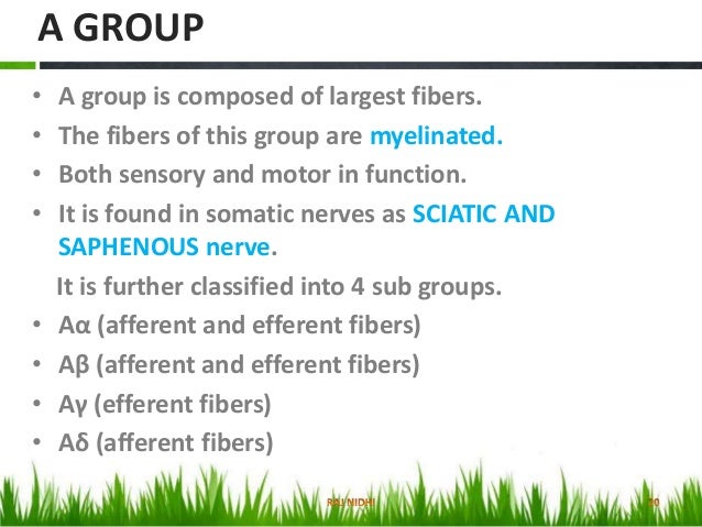classification of nerve fibers