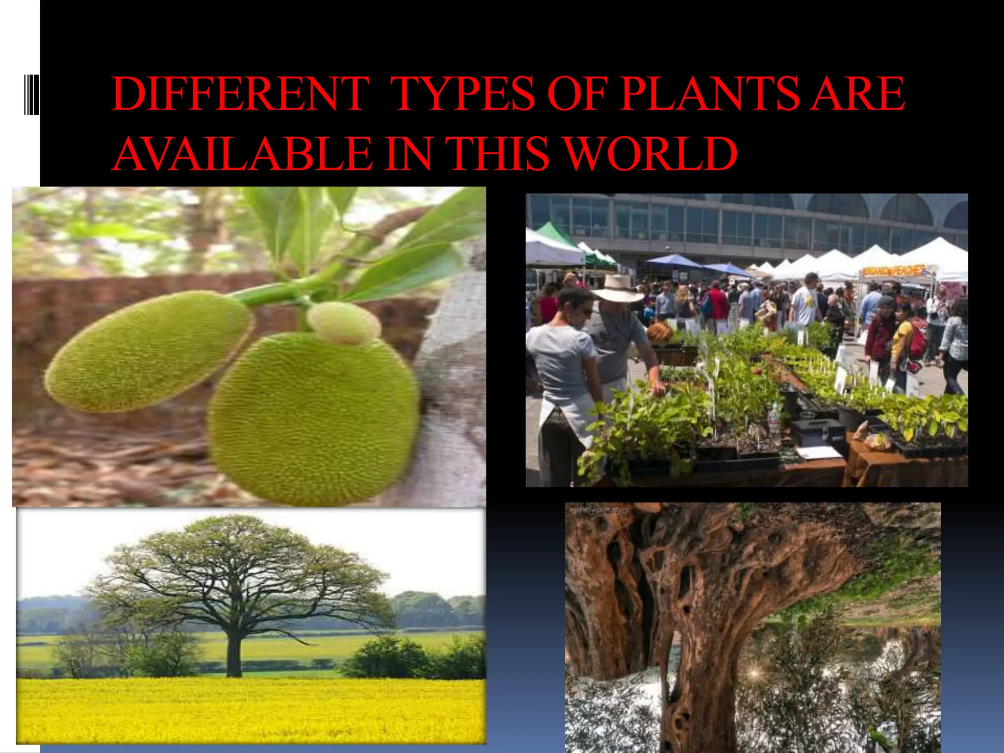 Powerpoint Presentation on Trees by Rajneesh Ranjan Jha | PPTX