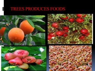 Powerpoint Presentation on Trees by Rajneesh Ranjan Jha | PPTX