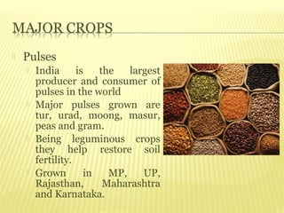    Pulses
       India      is   the   largest
        producer and consumer of
        pulses in the world
       Major pulses grown are
        tur, urad, moong, masur,
        peas and gram.
       Being leguminous crops
        they help restore soil
        fertility.
       Grown        in   MP,    UP,
        Rajasthan,       Maharashtra
        and Karnataka.
 
