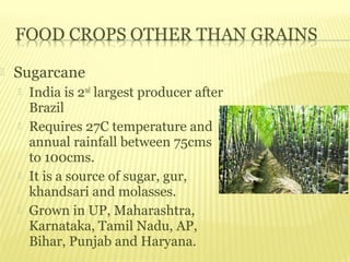    Sugarcane
       India is 2nd largest producer after
        Brazil
       Requires 27C temperature and
        annual rainfall between 75cms
        to 100cms.
       It is a source of sugar, gur,
        khandsari and molasses.
       Grown in UP, Maharashtra,
        Karnataka, Tamil Nadu, AP,
        Bihar, Punjab and Haryana.
 