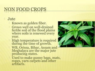    Jute
       Known as golden fiber.
       Grows well on well-drained
        fertile soil of the flood plains
        where soils is renewed every
        year.
       High temperature is required
        during the time of growth.
       WB, Orissa, Bihar, Assam and
        Meghalaya are the major jute
        producing states.
       Used to make gunny bags, mats,
        ropes, yarn carpets and other
        artifacts.
 