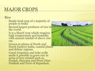    Rice
       Staple food crop of a majority of
        people in India
       Second largest producer of rice in
        the world.
       It is a kharif crop which requires
        high temperature and humidity
        with annual rainfall of above 100
        cm.
       Grown in plains of North and
        North Eastern India, coastal plains
        and deltaic regions.
       Canal irrigation and tube wells
        made it possible to grow rice in
        areas of less rainfall such as
        Punjab, Haryana and West Uttar
        Pradesh and Parts of Rajasthan.
 