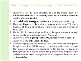 Morphology and physiology of erythrocytes
 Erythrocytes are the most abundant cells in the human body (5.4
million cells/mm3
blood in a healthy male and 4.8 million cells/mm3
blood in a healthy female).
 Its crucial role in oxygen delivery to various parts of the body.
 These are biconcave discs with an average diameter of 7.8 µm, a
thickness of 2.5 µm in periphery, 1 µm in the center and a volume of
85–91 µm3
.
 The flexible, biconcave shape enables erythrocytes to squeeze through
narrow capillaries, which may be only 3 µm wide.
 Erythrocytes are a highly specialized O2 carrier system in the body.
 Erythrocytes live only about 120 days.
 Worn-out erythrocytes are removed from circulation and destroyed in
the spleen and liver (RES), and the breakdown products are recycled.
The process of erythrocyte formation within the body is known as
erythropoiesis. In a mature human being, erythrocytes are produced in
red bone marrow under the regulation of a hemopoietic hormone called
erythropoietin .
 