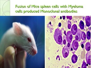 Fusion of Mice spleen cells with MyelomaFusion of Mice spleen cells with Myeloma
cells produced Monoclonal antibodiescells produced Monoclonal antibodies
 