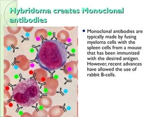 Hybridoma creates MonoclonalHybridoma creates Monoclonal
antibodiesantibodies
 Monoclonal antibodies are
typically made by fusing
myeloma cells with the
spleen cells from a mouse
that has been immunized
with the desired antigen.
However, recent advances
have allowed the use of
rabbit B-cells.
 