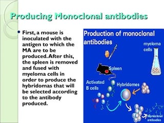 Producing Monoclonal antibodiesProducing Monoclonal antibodies
 First, a mouse is
inoculated with the
antigen to which the
MA are to be
produced.After this,
the spleen is removed
and fused with
myeloma cells in
order to produce the
hybridomas that will
be selected according
to the antibody
produced.
 