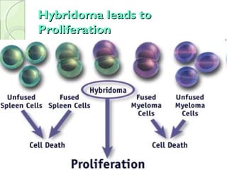Hybridoma leads toHybridoma leads to
ProliferationProliferation
 