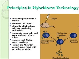 Principles in HybridomaTechnologyPrinciples in HybridomaTechnology
 inject the protein into a
mouse.
 - remove the spleen.
 - identify which spleen
cells are producing
antibodies.
 - separate these cells and
grow in tissue culture
tubes.
 - screen each Ab for
cross reactivity.
 - select the Ab which
doesn't cross react with
any other protein.
 