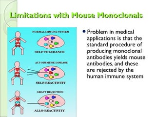 Limitations with Mouse MonoclonalsLimitations with Mouse Monoclonals
Problem in medical
applications is that the
standard procedure of
producing monoclonal
antibodies yields mouse
antibodies, and these
are rejected by the
human immune system
 