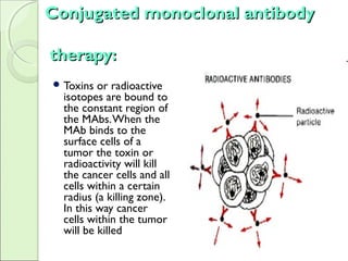 Conjugated monoclonal antibodyConjugated monoclonal antibody
therapy:therapy:
 Toxins or radioactive
isotopes are bound to
the constant region of
the MAbs.When the
MAb binds to the
surface cells of a
tumor the toxin or
radioactivity will kill
the cancer cells and all
cells within a certain
radius (a killing zone).
In this way cancer
cells within the tumor
will be killed
 