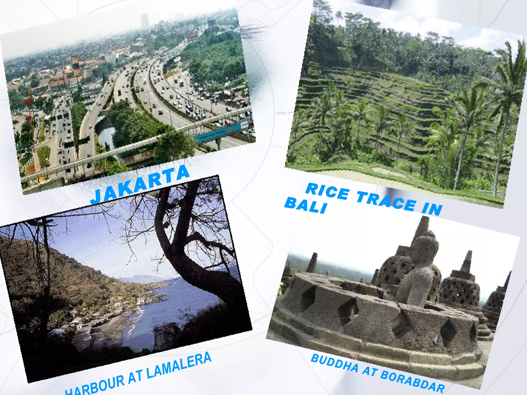 JAKARTA RICE TRACE IN BALI HARBOUR AT LAMALERA BUDDHA AT BORABDAR 