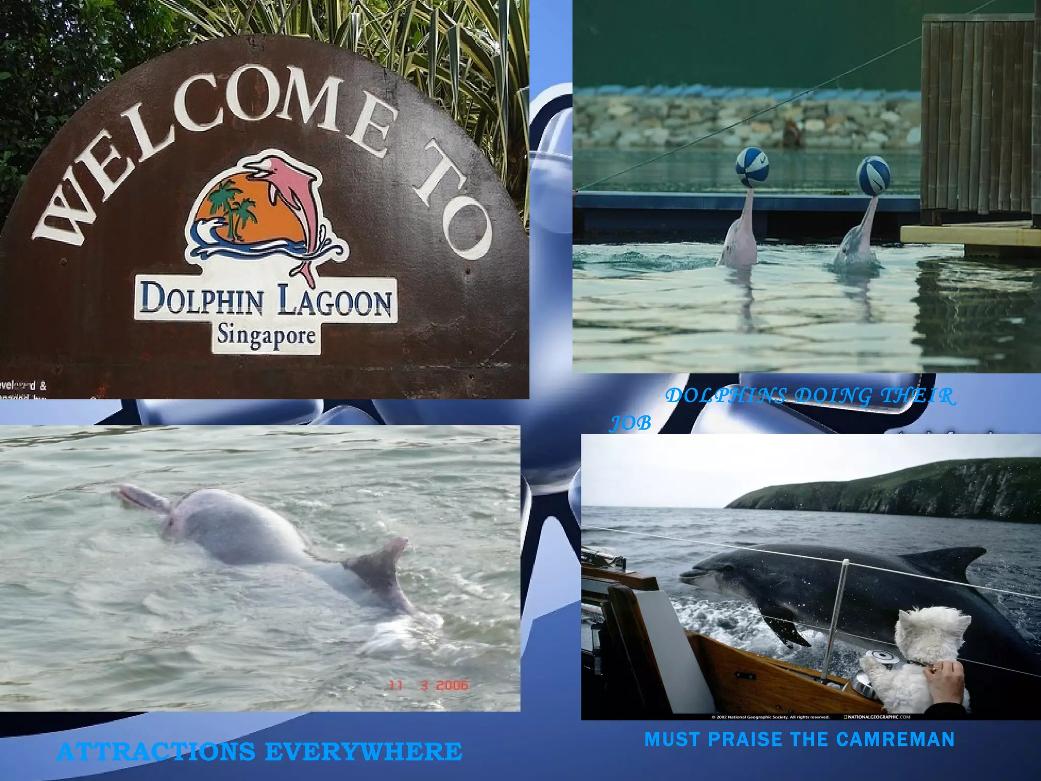 DOLPHINS DOING THEIR JOB   ATTRACTIONS EVERYWHERE MUST PRAISE THE CAMREMAN 