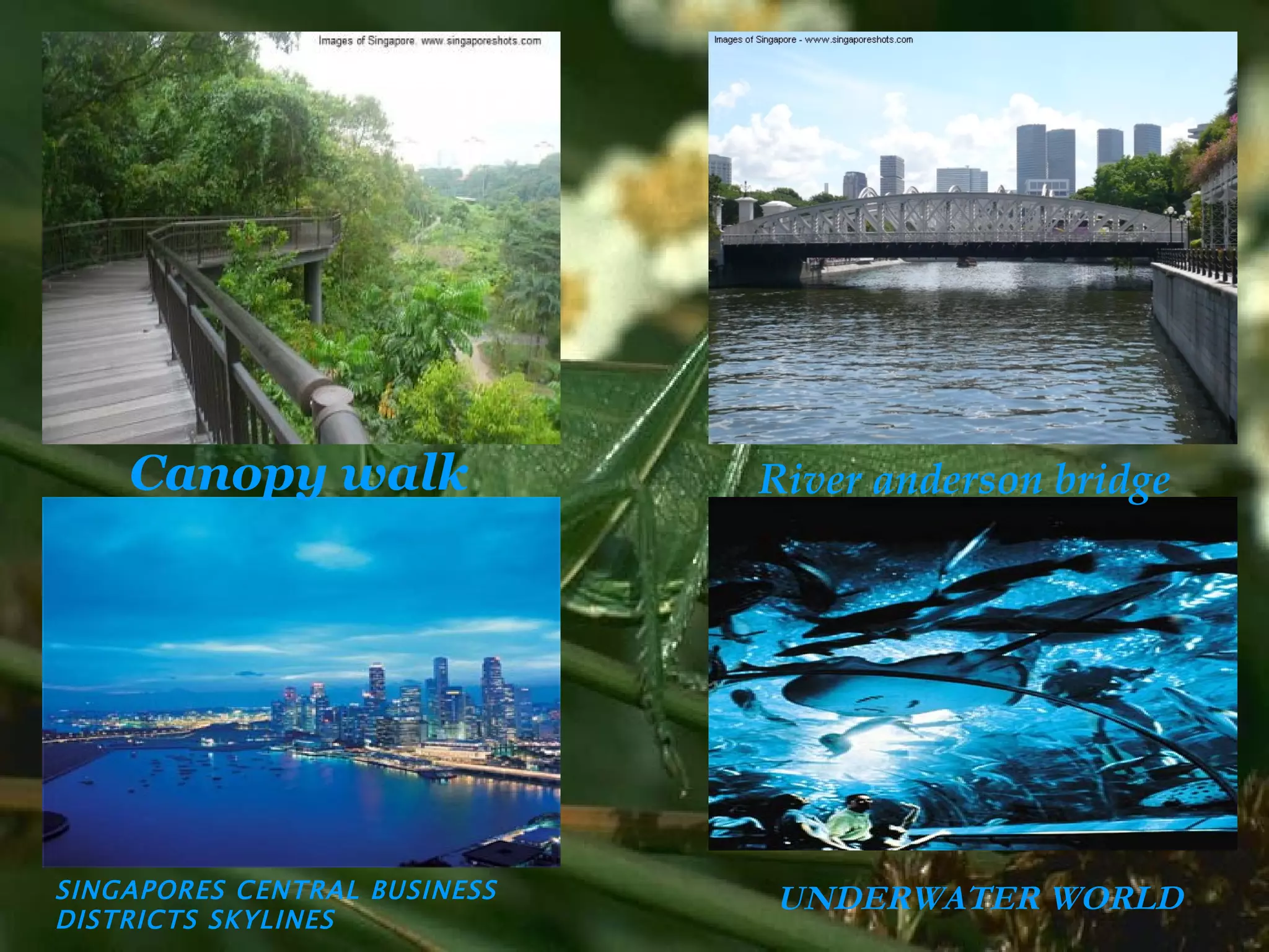 Canopy walk River anderson bridge SINGAPORES CENTRAL BUSINESS DISTRICTS SKYLINES UNDERWATER WORLD 