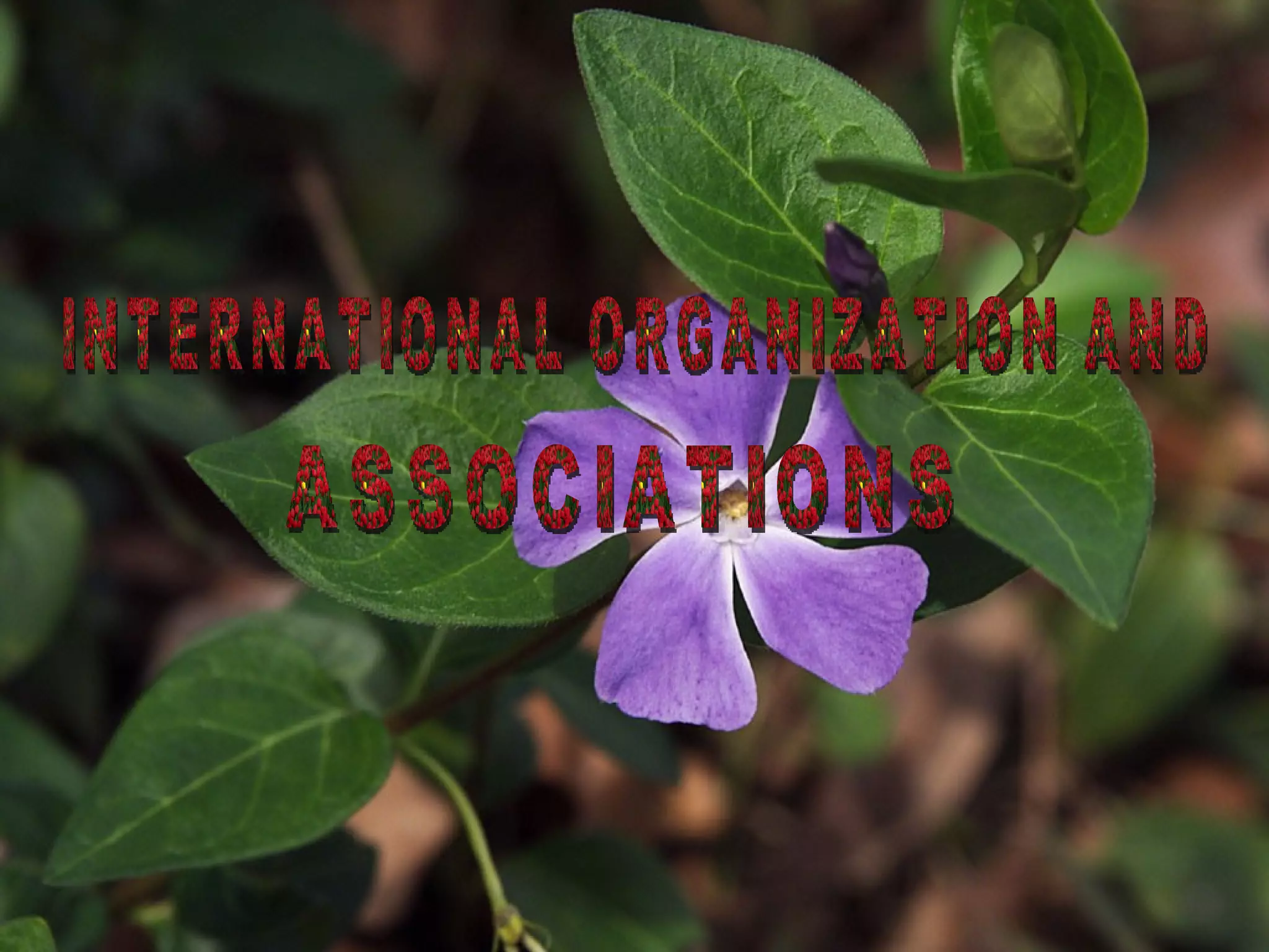 INTERNATIONAL ORGANIZATION AND ASSOCIATIONS 