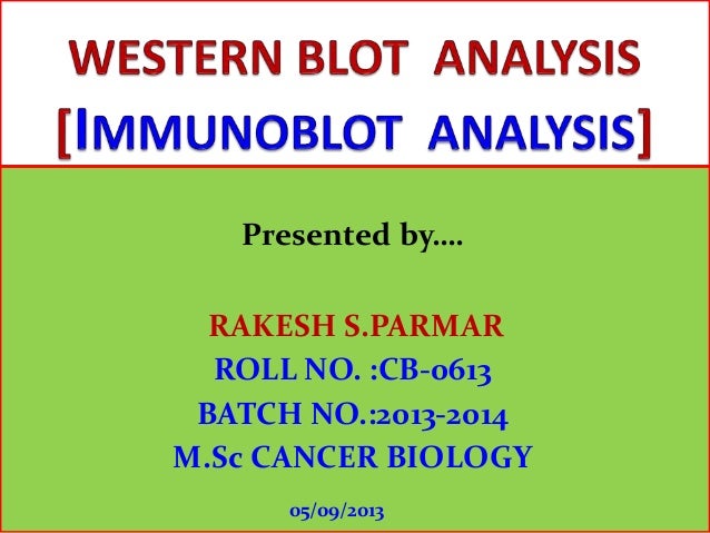 western blot analysis for protein western blot analysis