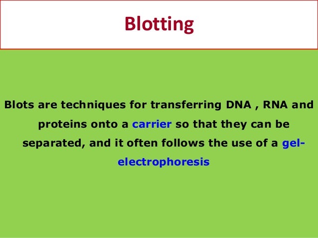 Western Blot Analysis For Protein