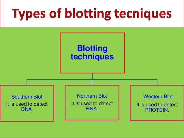 southern blot analysis southern blot analysis