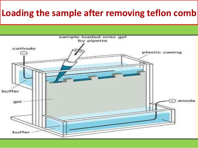 western blot analysis for protein western blot analysis