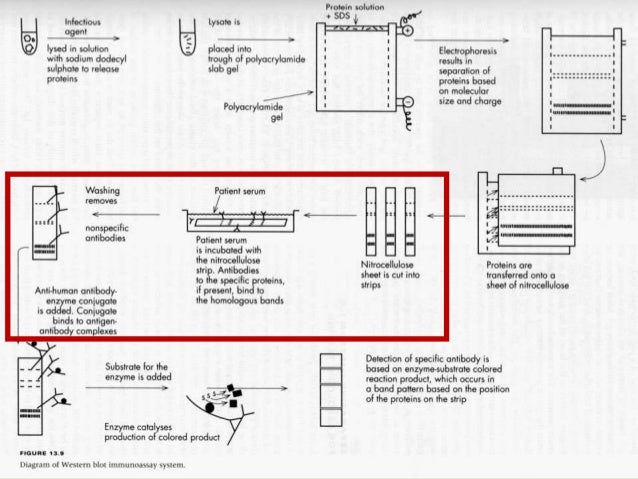western blot analysis for protein western blot analysis