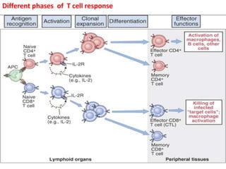 T CELL ACTIVATION AND IT'S TERMINATION | PPTX