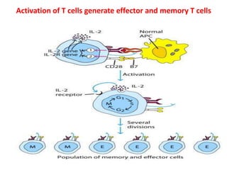 T CELL ACTIVATION AND IT'S TERMINATION | PPTX