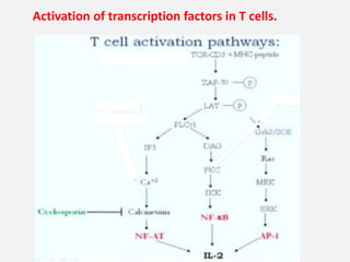 T CELL ACTIVATION AND IT'S TERMINATION | PPTX