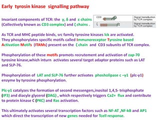 T CELL ACTIVATION AND IT'S TERMINATION | PPTX