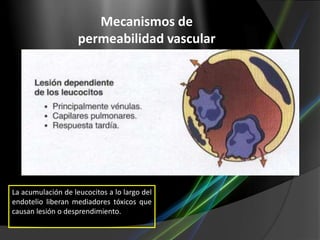 Mecanismos de
permeabilidad vascular

La acumulación de leucocitos a lo largo del
endotelio liberan mediadores tóxicos que
causan lesión o desprendimiento.

 