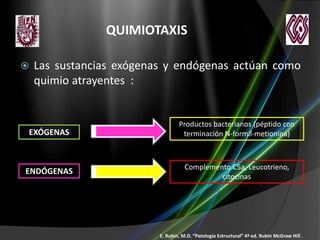 QUIMIOTAXIS


Las sustancias exógenas y endógenas actúan como
quimio atrayentes :

EXÓGENAS

Productos bacterianos (péptido con
terminación N-formil-metionina)

ENDÓGENAS

Complemento C5a, Leucotrieno,
citocinas

E. Rubin, M.D. “Patología Estructural” 4ª ed. Rubin McGraw Hill .

 