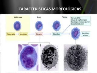 CARACTERÍSTICAS MORFOLÓGICAS

 
