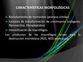 CARACTERÍSTICAS MORFOLÓGICAS
Reclutamiento de monocitos (proceso similar)
 Factores de transformación de crecimiento (colageno,
fibronectina, fibropéptidos)
 Inmovilización de macrófagos.
Los productos de los macrófagos sirven para la
destruccion microbiana (ROS, NOS proteasas)


 