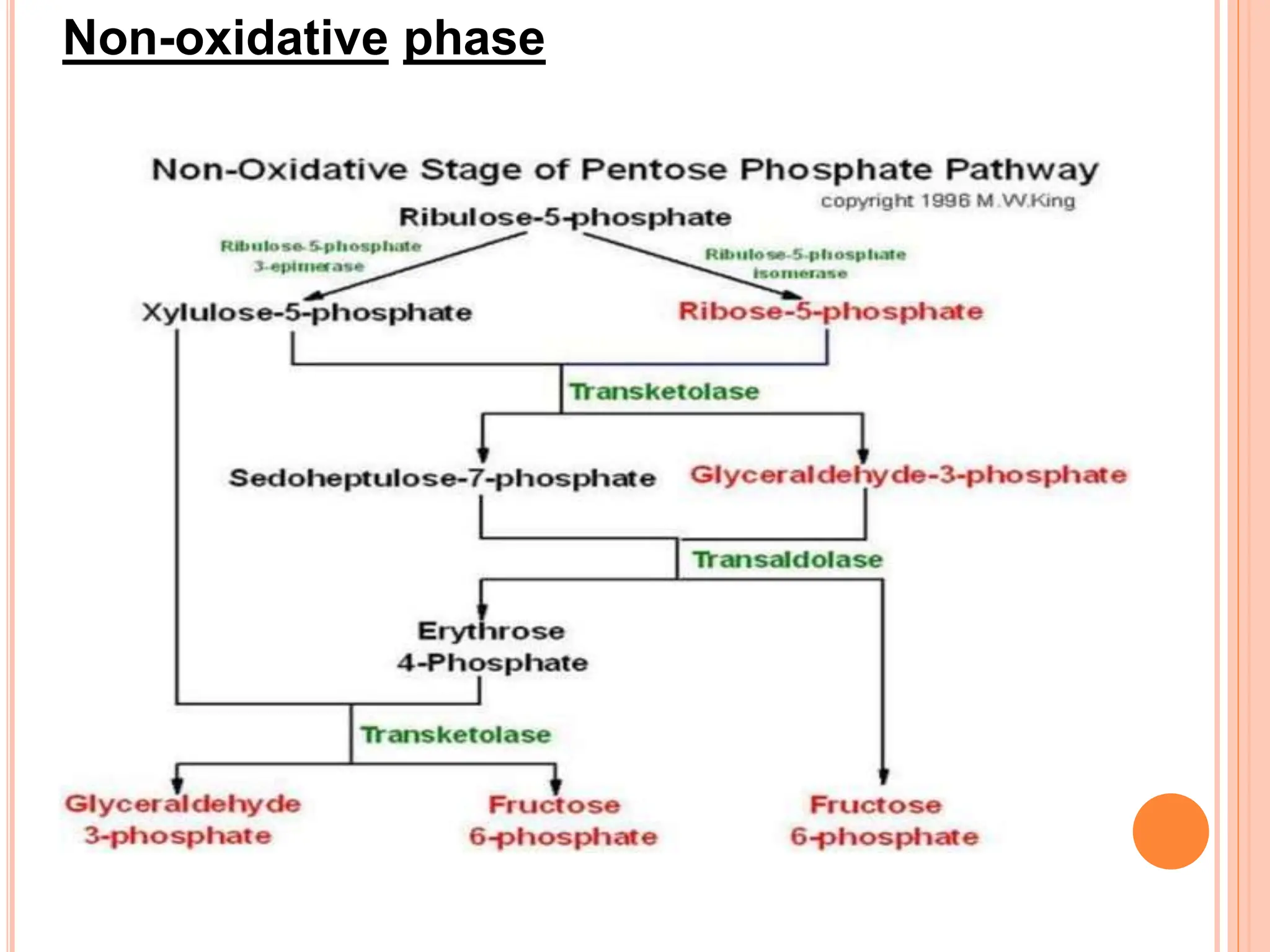 Non-oxidative phase
 