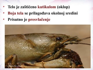 Telo je zaštićeno kutikulom (oklop)
Boja tela se prilagođava okolnoj sredini
Prisutno je presvlačenje
 