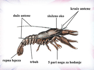 složeno oko
kraće antene
duže antene
repna lepeza trbuh 5 pari nogu za hodanje
 