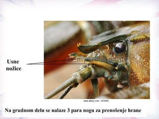Usne
nožice
Na grudnom delu se nalaze 3 para nogu za prenošenje hrane
 