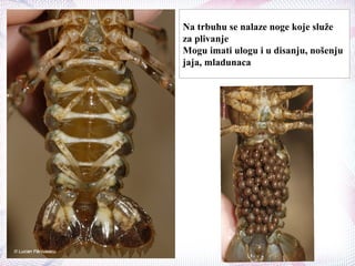 Na trbuhu se nalaze noge koje služe
za plivanje
Mogu imati ulogu i u disanju, nošenju
jaja, mladunaca
 