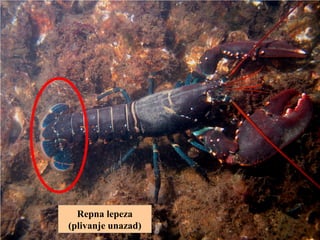 Repna lepeza
(plivanje unazad)
 