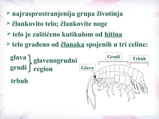  najrasprostranjenija grupa životinja
 člankovito telo; člankovite noge
 telo je zaštićeno kutikulom od hitina
glava
grudi
trbuh
glavenogrudni
region
 telo građeno od članaka spojenih u tri celine:
Glava
Grudi Trbuh
 