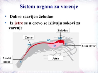 Sistem organa za varenje
Dobro razvijen želudac
Iz jetre se u crevo se izlivaju sokovi za
varenje
Usni otvor
Želudac
Jetra
Crevo
Analni
otvor
 