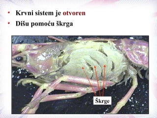 Krvni sistem je otvoren
Dišu pomoću škrga
Škrge
 