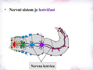 Nervni sistem je lestvičast
Nervna lestvica
 