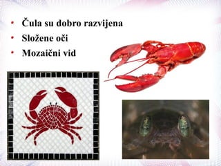 Čula su dobro razvijena
Složene oči
Mozaični vid
 